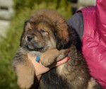 male gold- available
